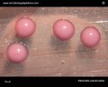 klebsiella pneumoniae colonies in detail on MacConkey agar